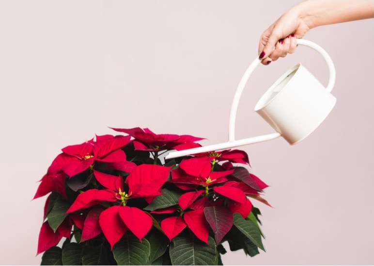 Water Poinsettias in pots with Drainage Holes in their Base
