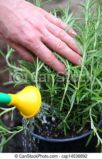 How Much to Water Rosemary