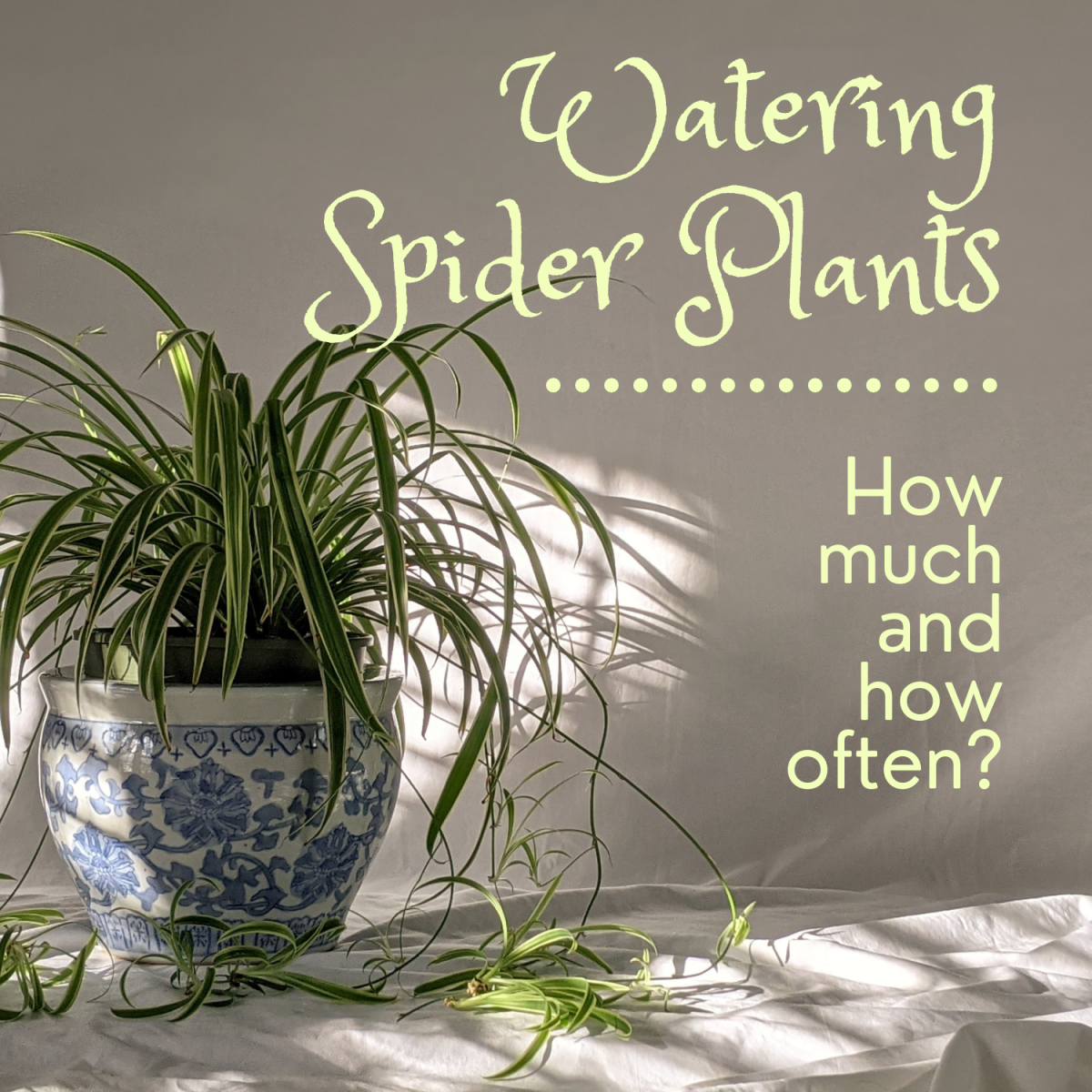 Must Know Tips for Watering Spider Plants