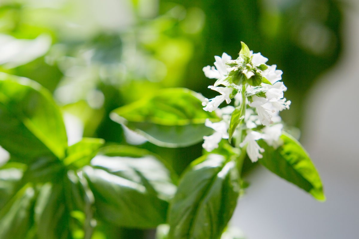 Why is My Basil Flowering?