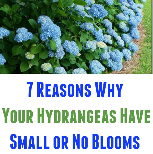 Hydrangea Not Blooming? (6 Solutions That Actually Work)