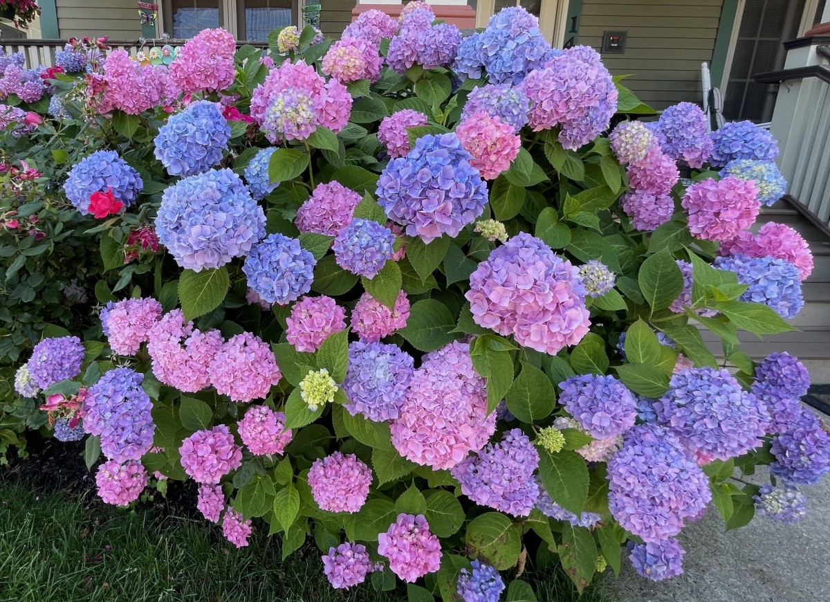 How to Save Newly Planted Hydrangea from Wilting