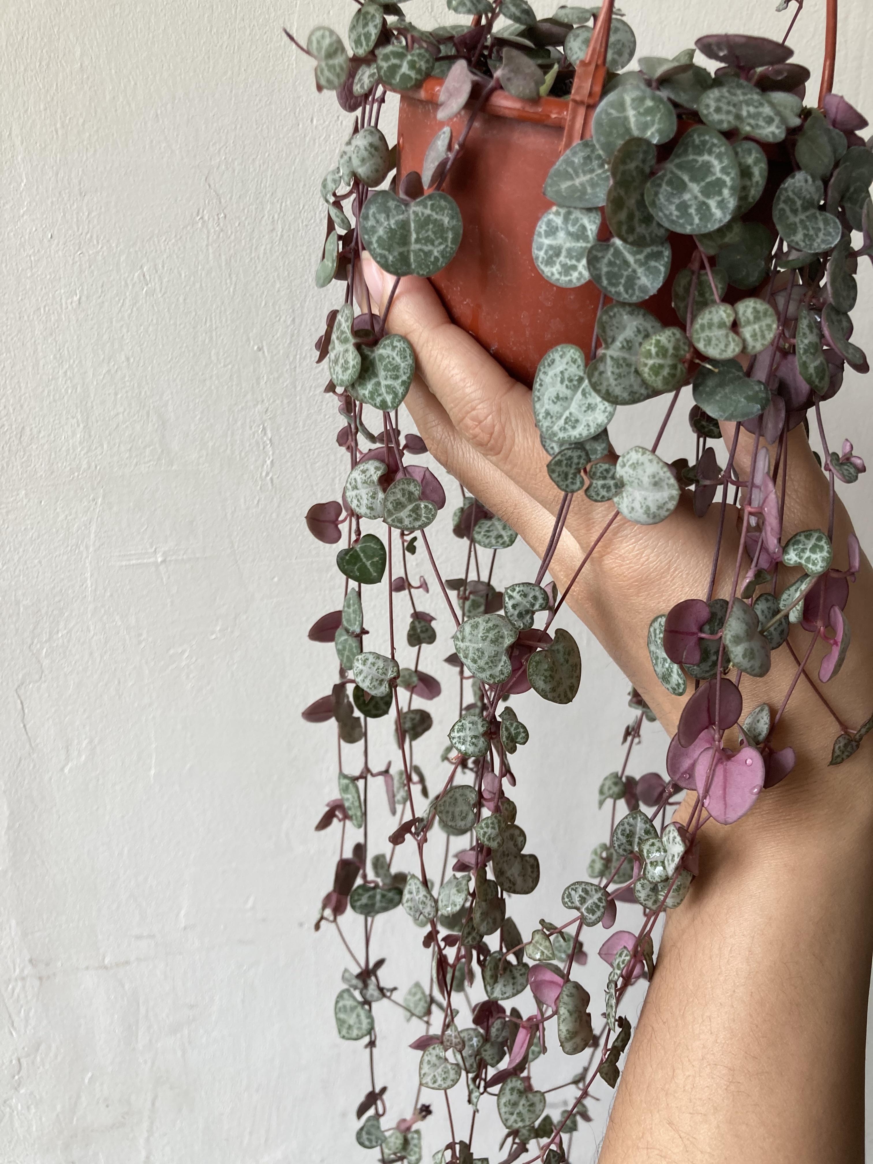 How to Care for String of Hearts (Ceropegia woodii variegata)
