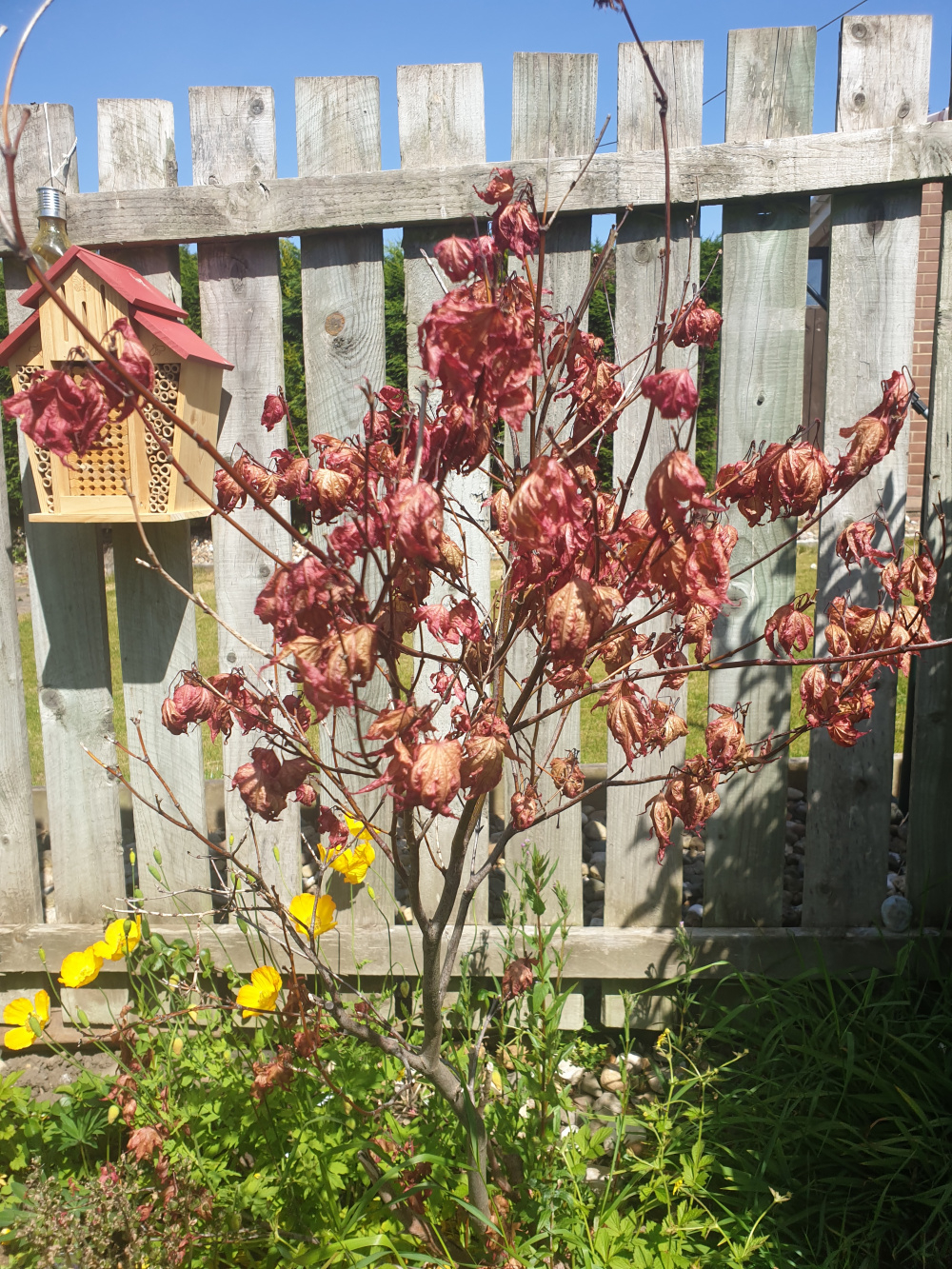 Why is My Japanese Maple Dying? (How to Solve it)