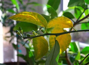 Lack of Sun can Cause Yellowing Lemon Tree Leaves