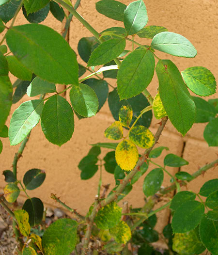 Fungal disease Causing Roses Leaves to Turn Yellow