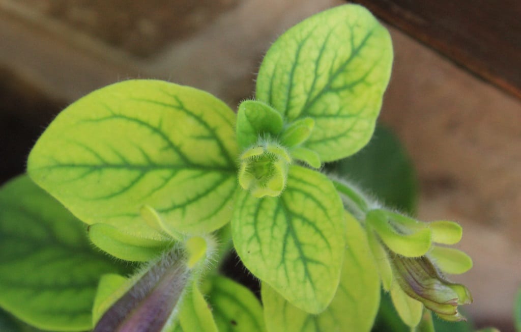 How to Revive Dying Petunias