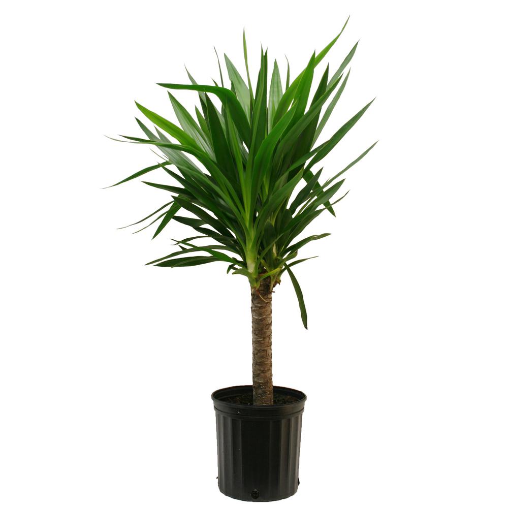 How Much to Water Yucca Plants