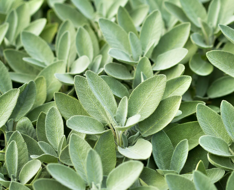 Sage Plant Turning Yellow? (How to Solve it) The Garden Hows