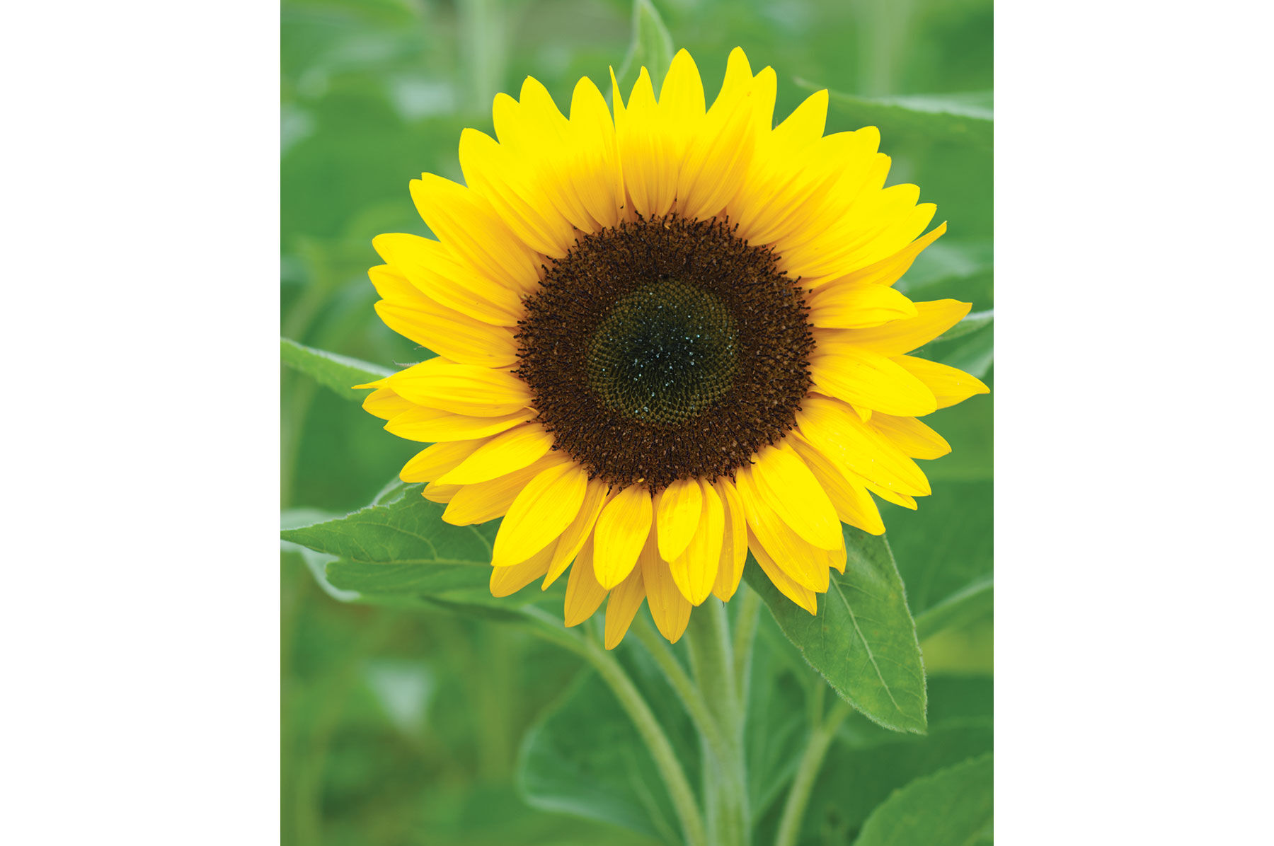 What month do sunflowers grow?
