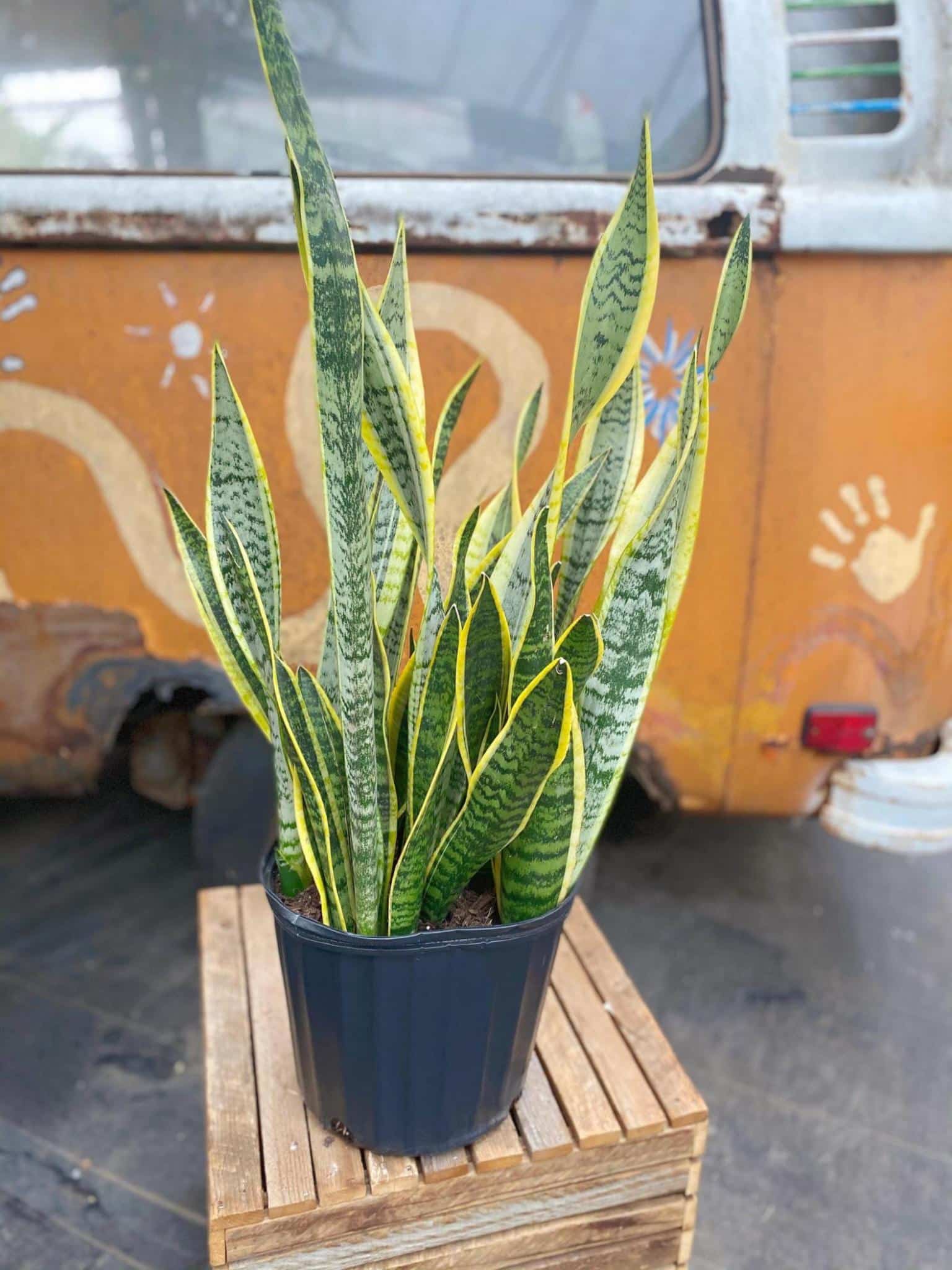 Key benefits of a snake plant