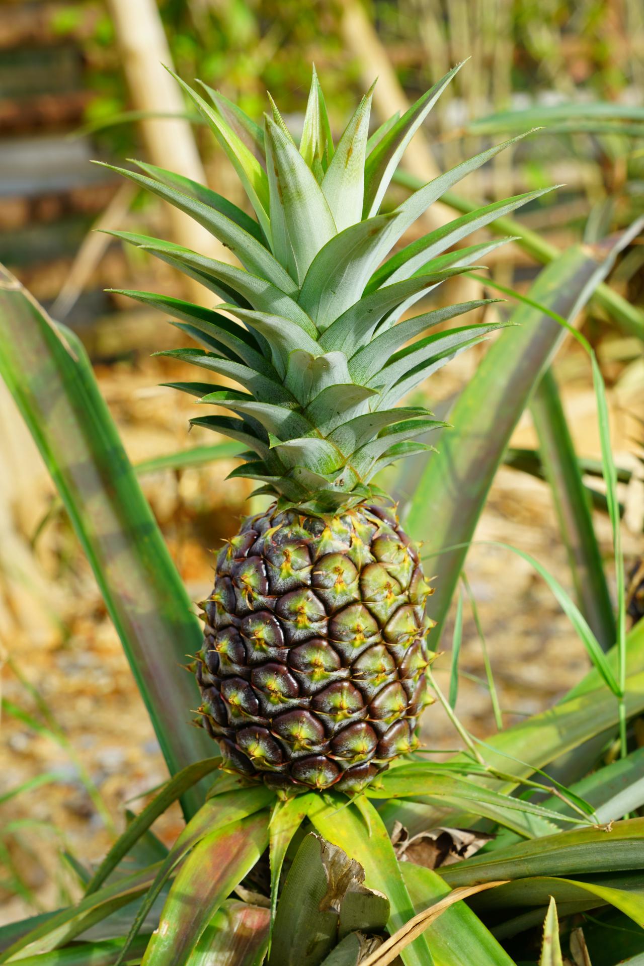 How long before you can harvest pineapple?