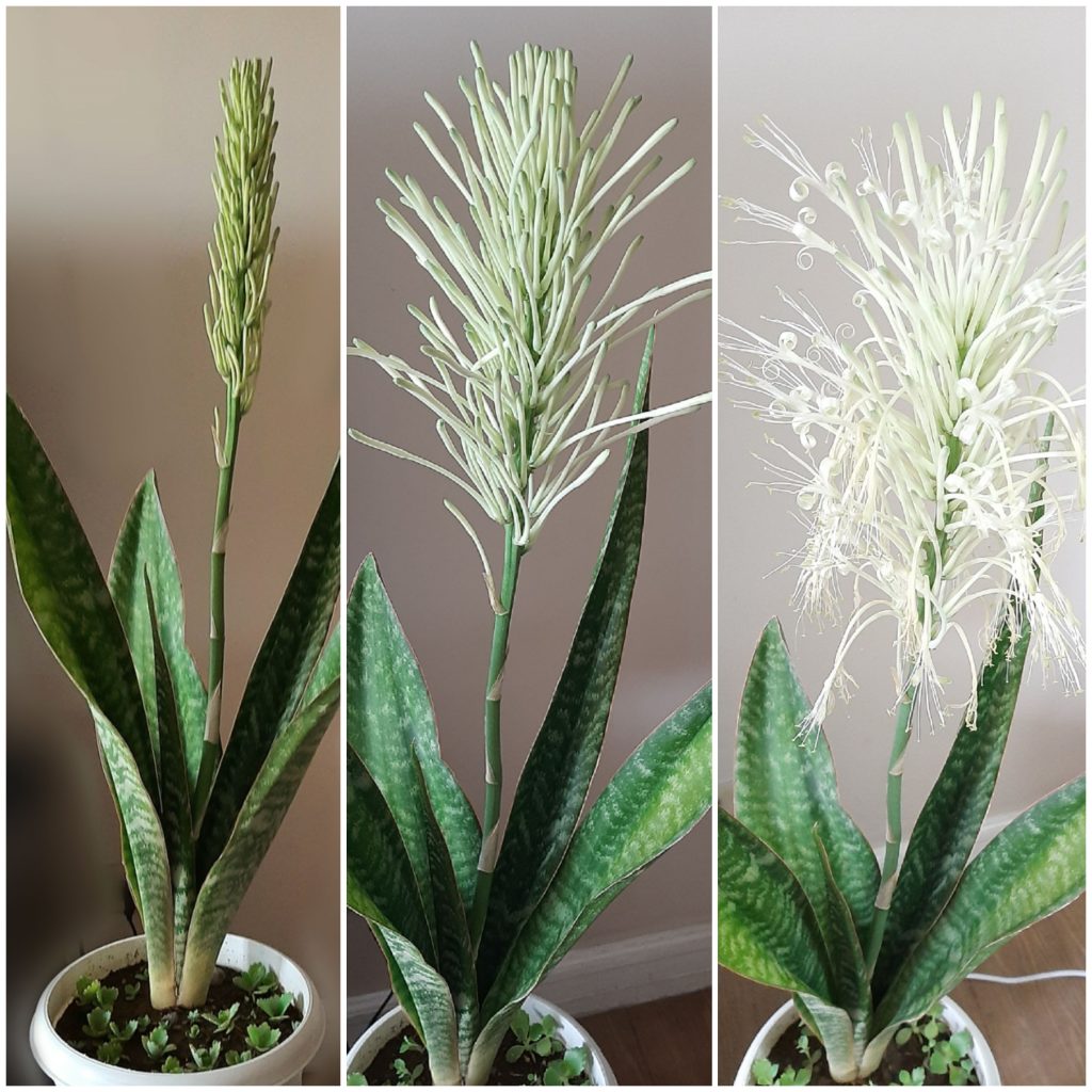 Do snake plants ever bloom?