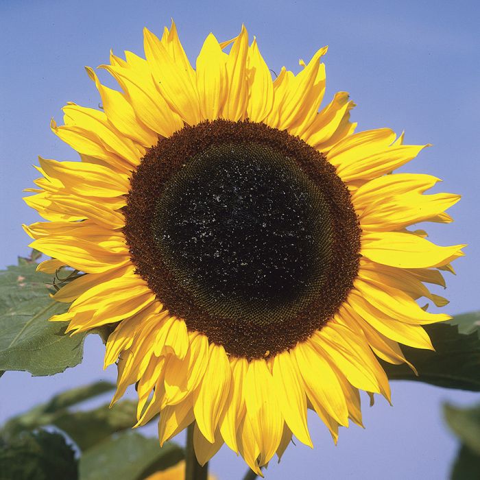 Can Sunflowers Grow in Winter?