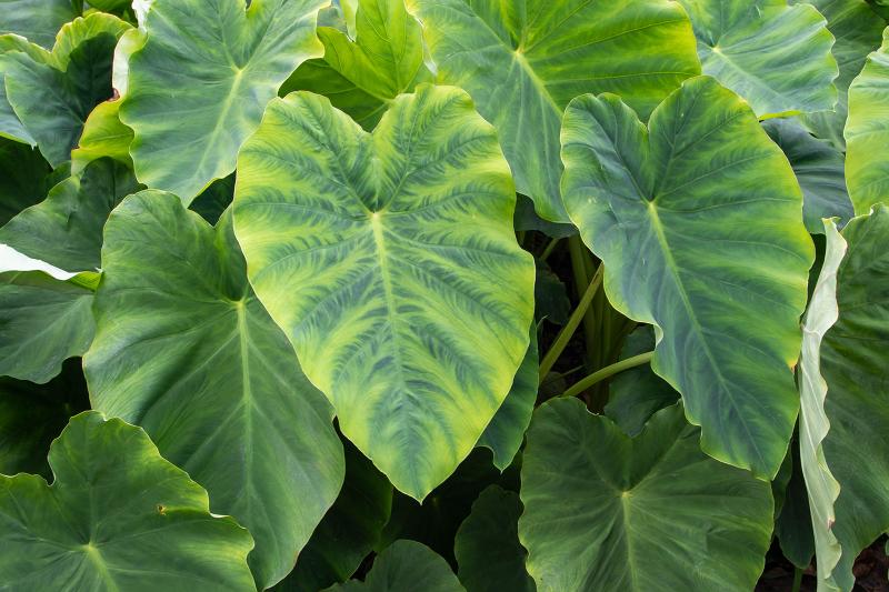 Elephant ear diseases : Bacterial leaf spot