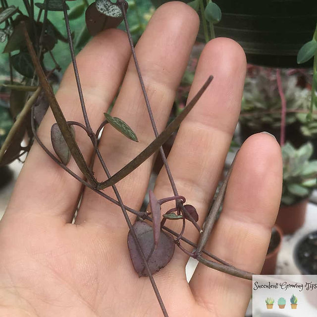 String of Hearts Seed Pods – Propagation and Growing Guide