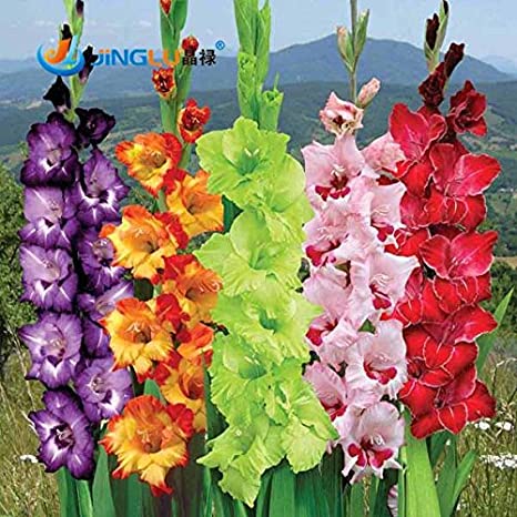 Gladiolus Flower Meaning in hindi