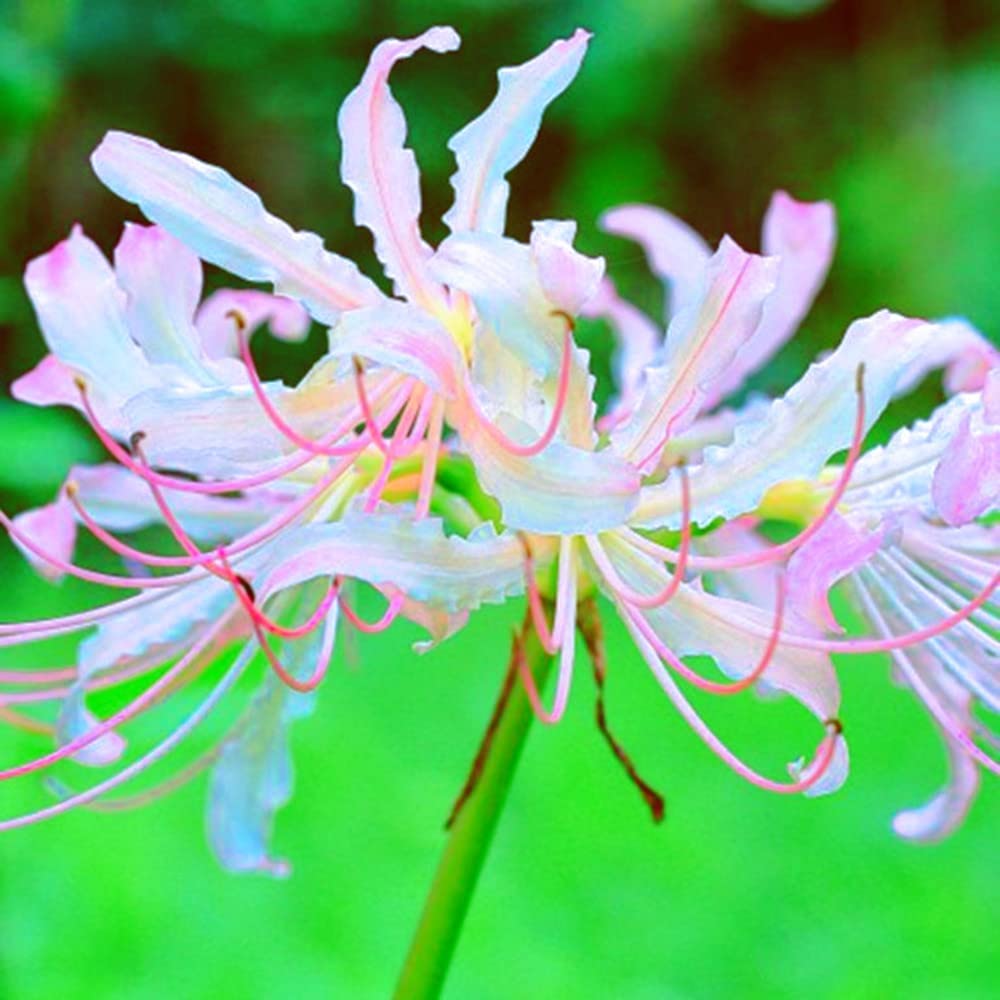 Spider Lily Symbolism