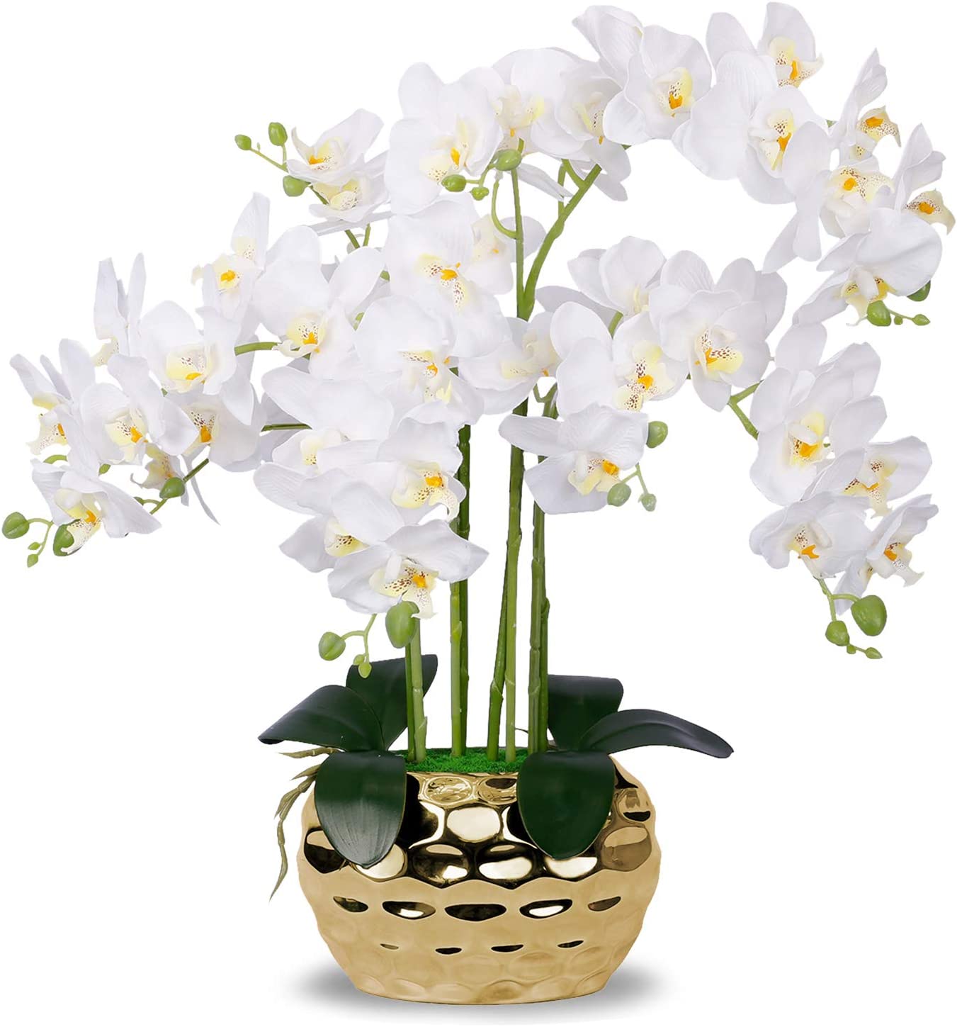 Do orchids come back each year?