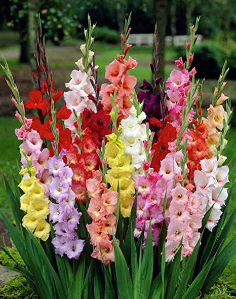 Gladiolus Flower And Meaning, Symbolism, Strength, Colors