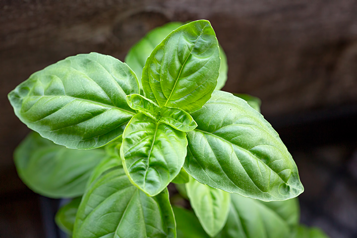 Where does basil grow in the United States?