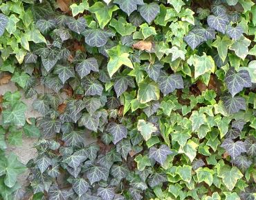 English Ivy (Hedera helix)