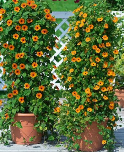 Black-Eyed Susan Vine (Thunbergia alata)