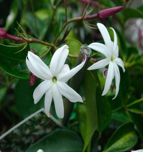 Angel Wing Jasmine (Jasminum nitidum)