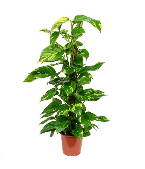 Golden Pothos (Epipremnum aureum)