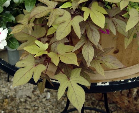 Sweet Potato Vine (Ipomoea batatas)