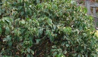 Japanese Ivy (Hedera rhombea)