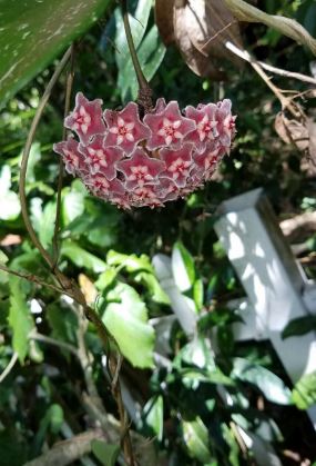 Porcelain Flower Plant (Hoya publicalyx)