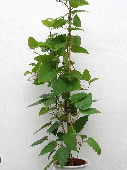 Kangaroo Vine (Cissus antarctica)