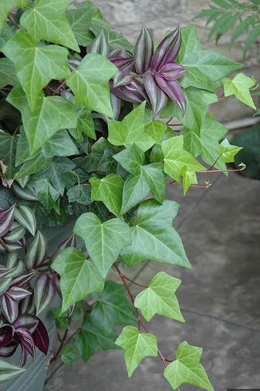 Algerian Ivy (Hedera canariensis)