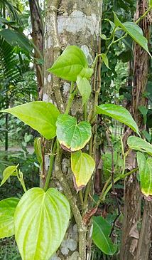 Betel Leaf Plant (Piper betle)