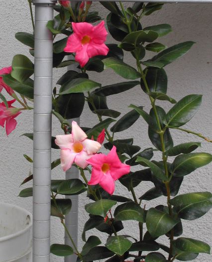 Mandevilla (Mandevilla splendens)