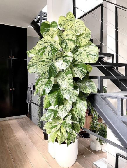 Marble Queen Pothos (Epipremnum aureum ‘Marble Queen’)