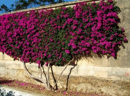 Bougainvillea (Bougainvillea spp.)