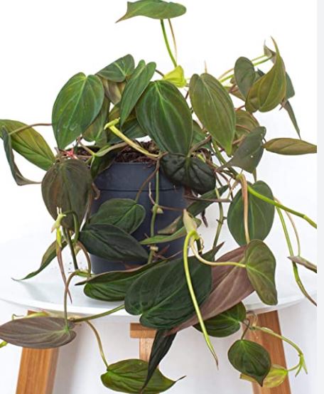 Micans Philodendron (Philodendron scandens ‘Micans’)