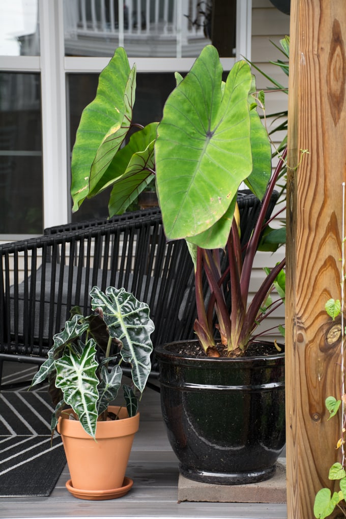 Elephant ear plant care