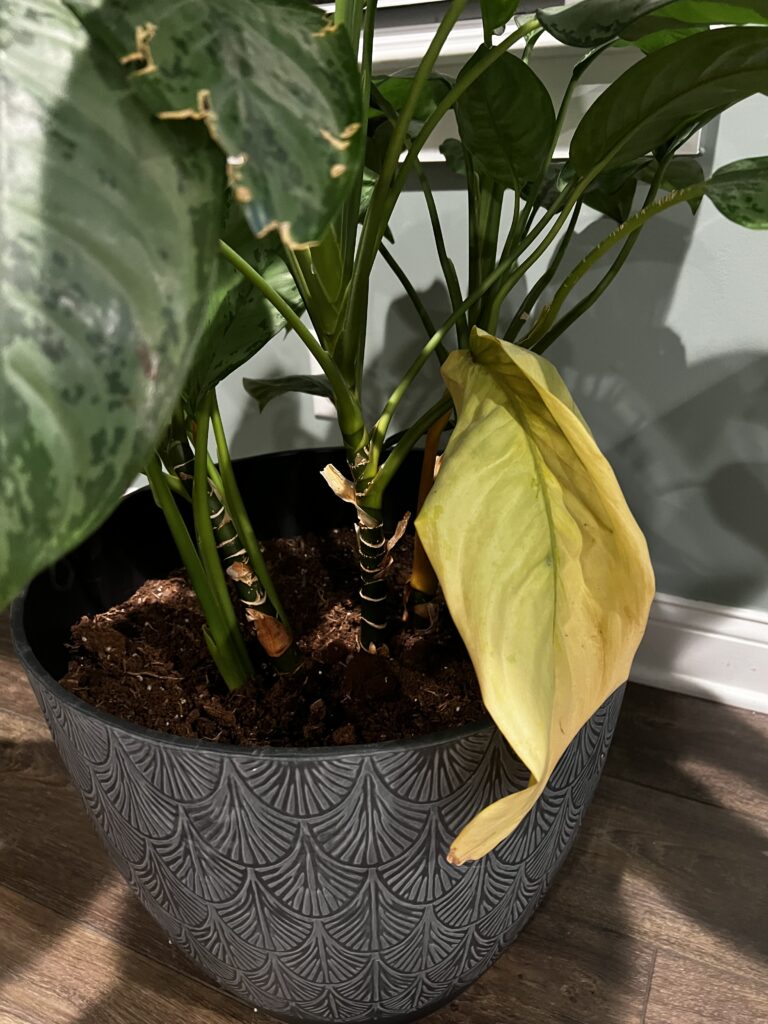 How do I fix an overwatered Chinese evergreen?