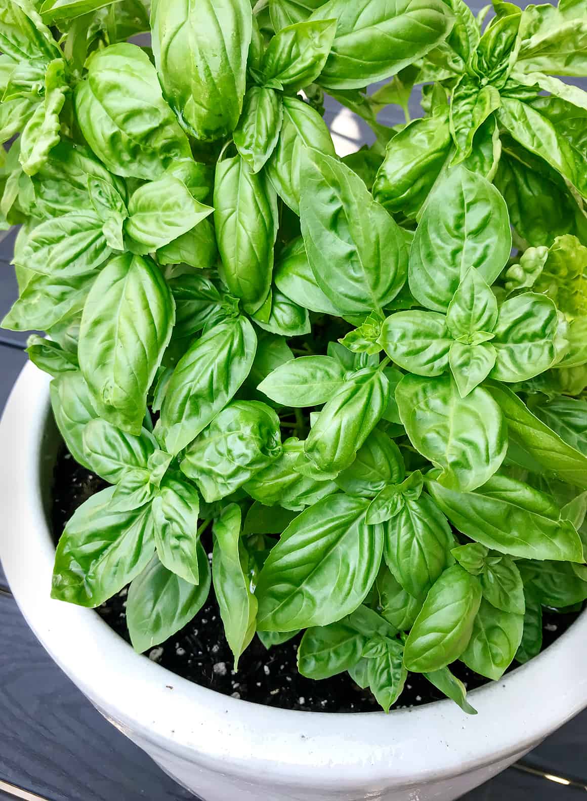 Will basil grow indoors?