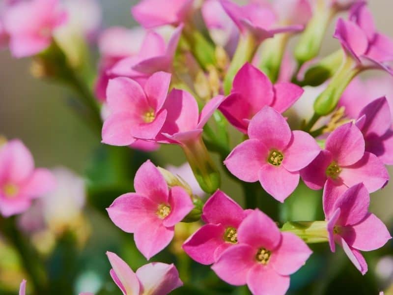 26 Flowers That Start With K (Names of Beautiful Spring Perennials)