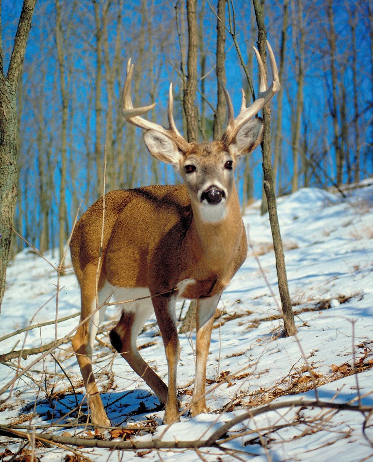 Do deer eat tomato plants?