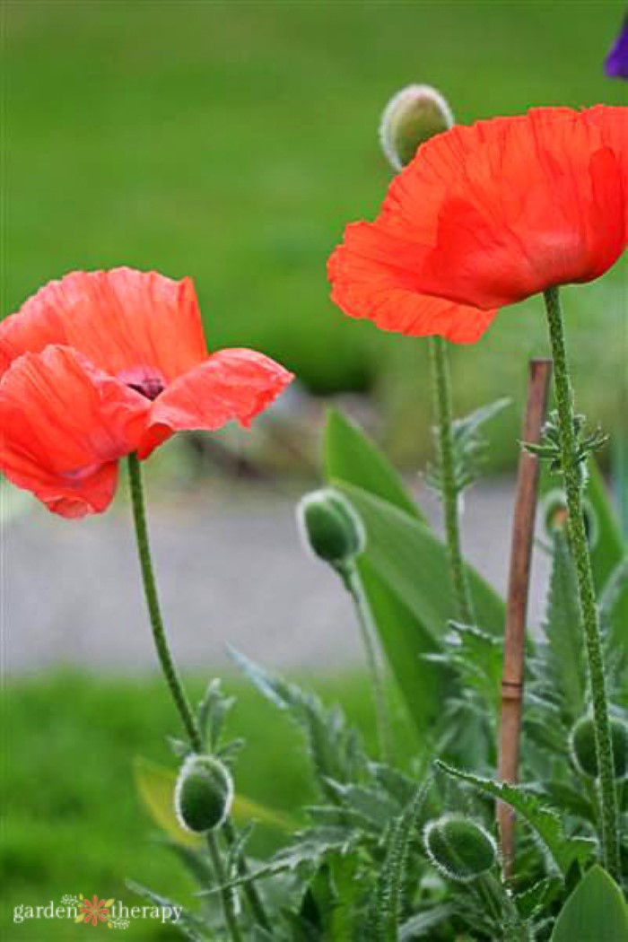 Poppy Flower Meaning tattoo