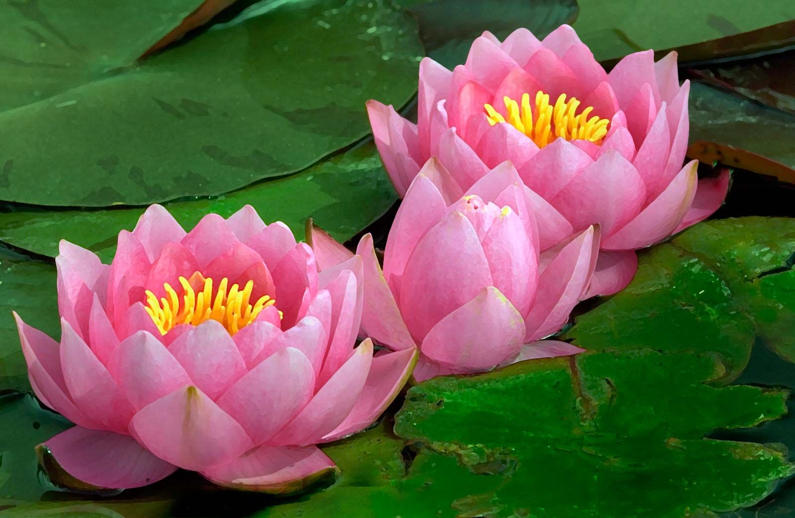 Water Lily vs Lotus