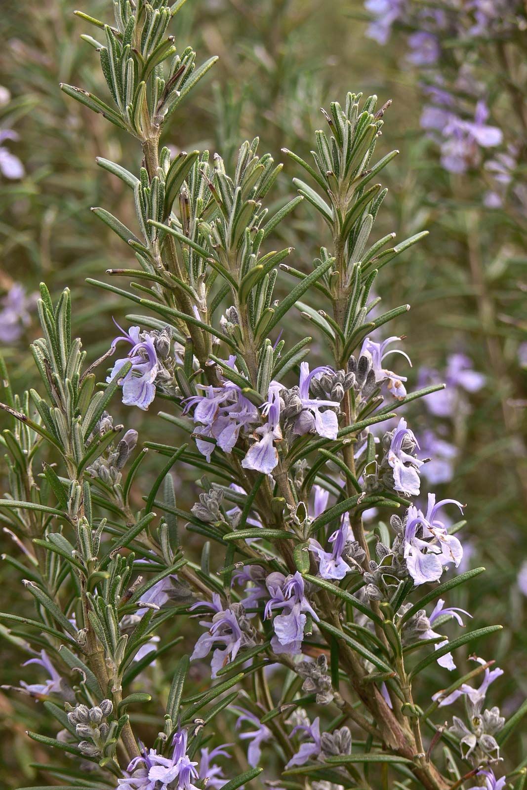Why does my Rosemary have leaf spots?