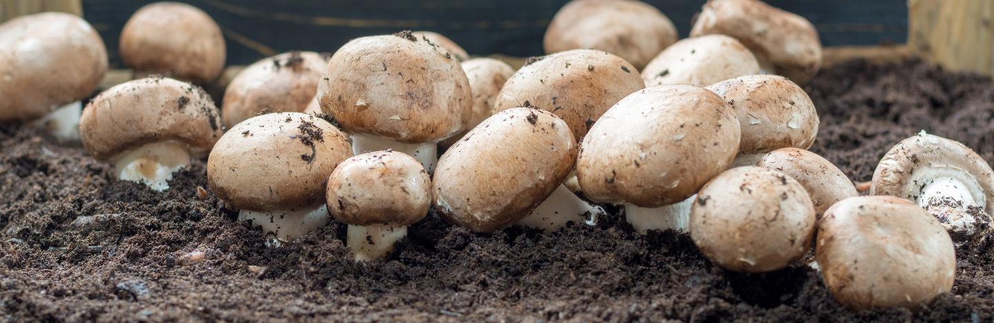 When should I harvest mushrooms?