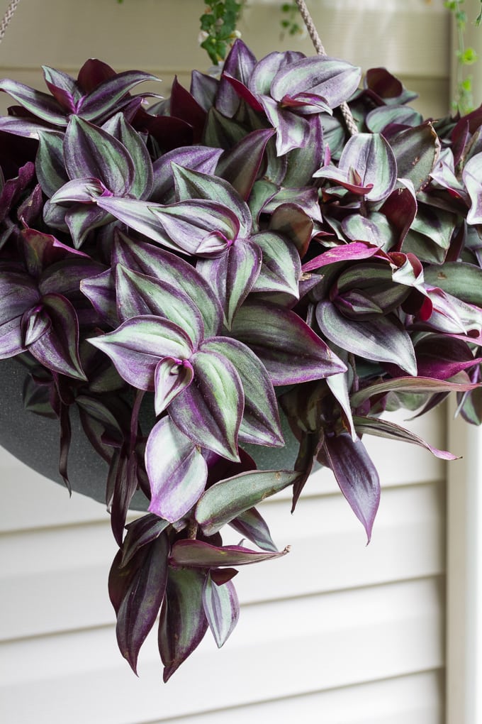 Wandering Jew plant symbolism