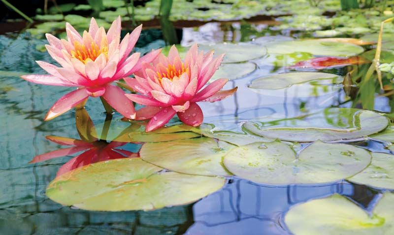 Water lily vs Lotus: Maintaining at home